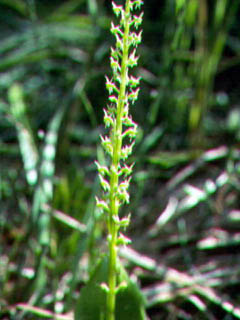 Malaxis brachypoda (White adder's-mouth orchid)