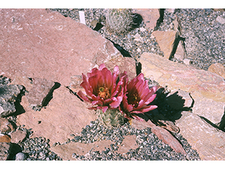 Echinocereus roetteri neomexicanus (Lloyd's hedgehog cactus)