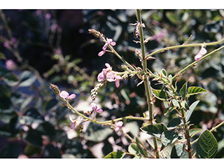 Desmodium grahamii (Graham's ticktrefoil)