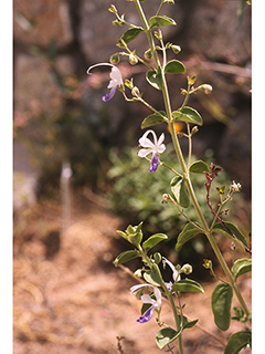 Trichostema arizonicum (Arizona bluecurls)