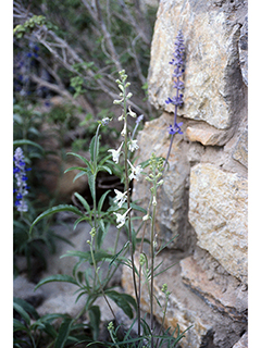 Delphinium wootonii (Organ mountain larkspur)