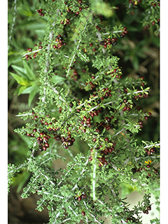 Condalia warnockii (Warnock's snakewood)