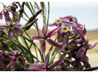 Amsonia tomentosa var. stenophylla (Woolly bluestar)