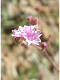 Boerhavia purpurascens (Purple spiderling)