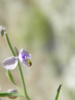 Polygala barbeyana (Blue milkwort)