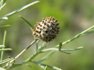 Ratibida tagetes (Green prairie coneflower)