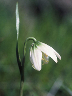 Fritillaria liliacea (Fragrant fritillary)