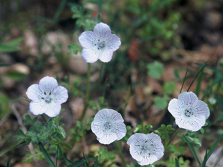 Nemophila menziesii var. atomaria (Baby blue eyes)