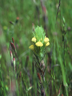 Castilleja campestris ssp. campestris (Vernal pool indian paintbrush)