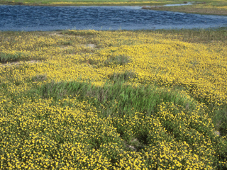 Lasthenia californica ssp. californica (California goldfields)