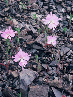 Clarkia breweri (Fairy fans)