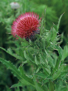 Cirsium andrewsii (Franciscan thistle)