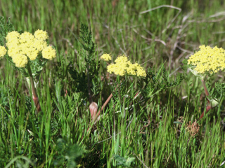 Lomatium ciliolatum (Yolla bolly biscuitroot)