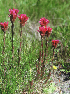 Castilleja lemmonii (Lemmon's indian paintbrush)