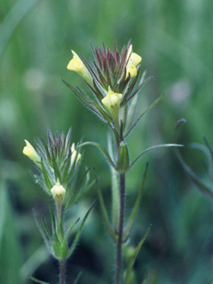 Castilleja tenuis (Hairy indian paintbrush)