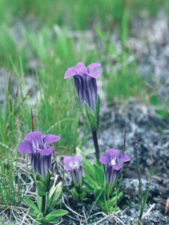 Gentianopsis holopetala (Sierra fringed gentian)