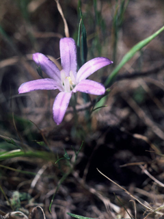 Brodiaea terrestris (Dwarf brodiaea)