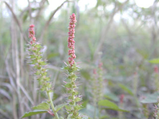 Acalypha phleoides (Shrubby copperleaf)