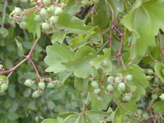 Cissus trifoliata (Cow-itch vine)