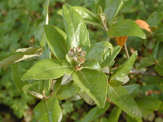 Croton alabamensis var. texensis (Texabama croton)