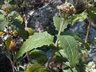 Buddleja racemosa (Wand butterflybush)