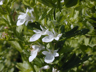 Teucrium cubense (Small coastal germander)