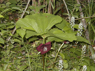 Trillium vaseyi (Sweet trillium)