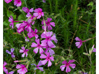 Phlox nivalis ssp. texensis (Texas phlox)