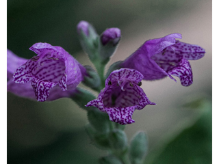 Physostegia correllii (Correll's false dragonhead)