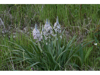 Camassia angusta (Prairie camas)