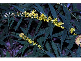 Solidago caesia var. caesia (Wreath goldenrod)