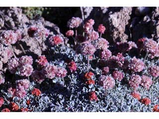 Eriogonum ovalifolium var. nivale (Cushion buckwheat)