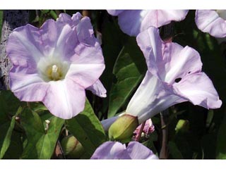 Calystegia spithamaea ssp. spithamaea (Low false bindweed)