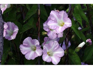 Calystegia spithamaea (Low false bindweed)