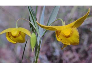 Calochortus amabilis (Diogenes' lantern)