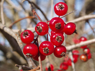 Crataegus phaenopyrum (Washington hawthorn)