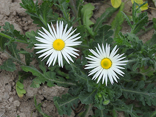 Aphanostephus skirrhobasis var. thalassius (Arkansas dozedaisy)