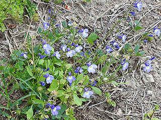 Lobelia berlandieri (Berlandier's lobelia)