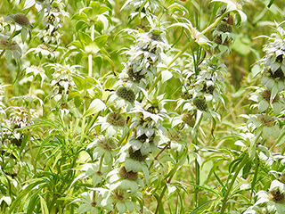 Monarda punctata ssp. punctata (Spotted beebalm)