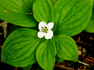 Cornus unalaschkensis (Western cordilleran bunchberry)