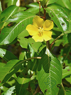 Ludwigia peploides ssp. glabrescens (Floating primrose-willow)