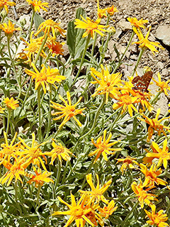 Stenotus acaulis (Stemless mock goldenweed)