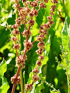 Rumex aquaticus (Western dock)