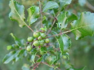 Zanthoxylum hirsutum (Texas hercules' club)