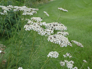 Achillea millefolium var. borealis (Boreal yarrow)