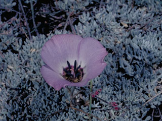 Calochortus invenustus (Plain mariposa lily)