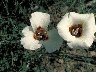 Calochortus venustus (Butterfly mariposa lily)