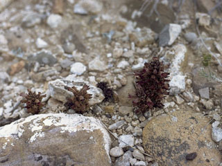 Orobanche bulbosa (Chaparral broomrape)