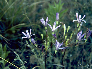 Brodiaea californica (California brodiaea)