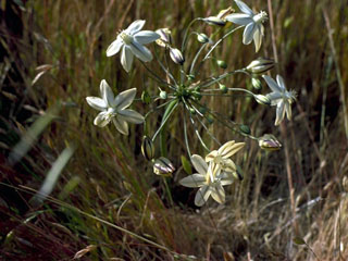 Triteleia hendersonii var. hendersonii (Henderson's triteleia)